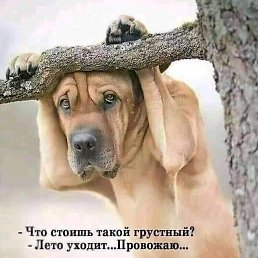 ����, ���������, 36 ���