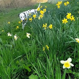 �������, ������