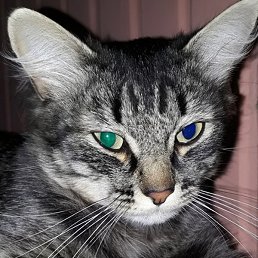 ��������, ��������, 54 ����