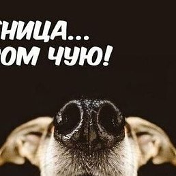 ��������, ������, 51 ���