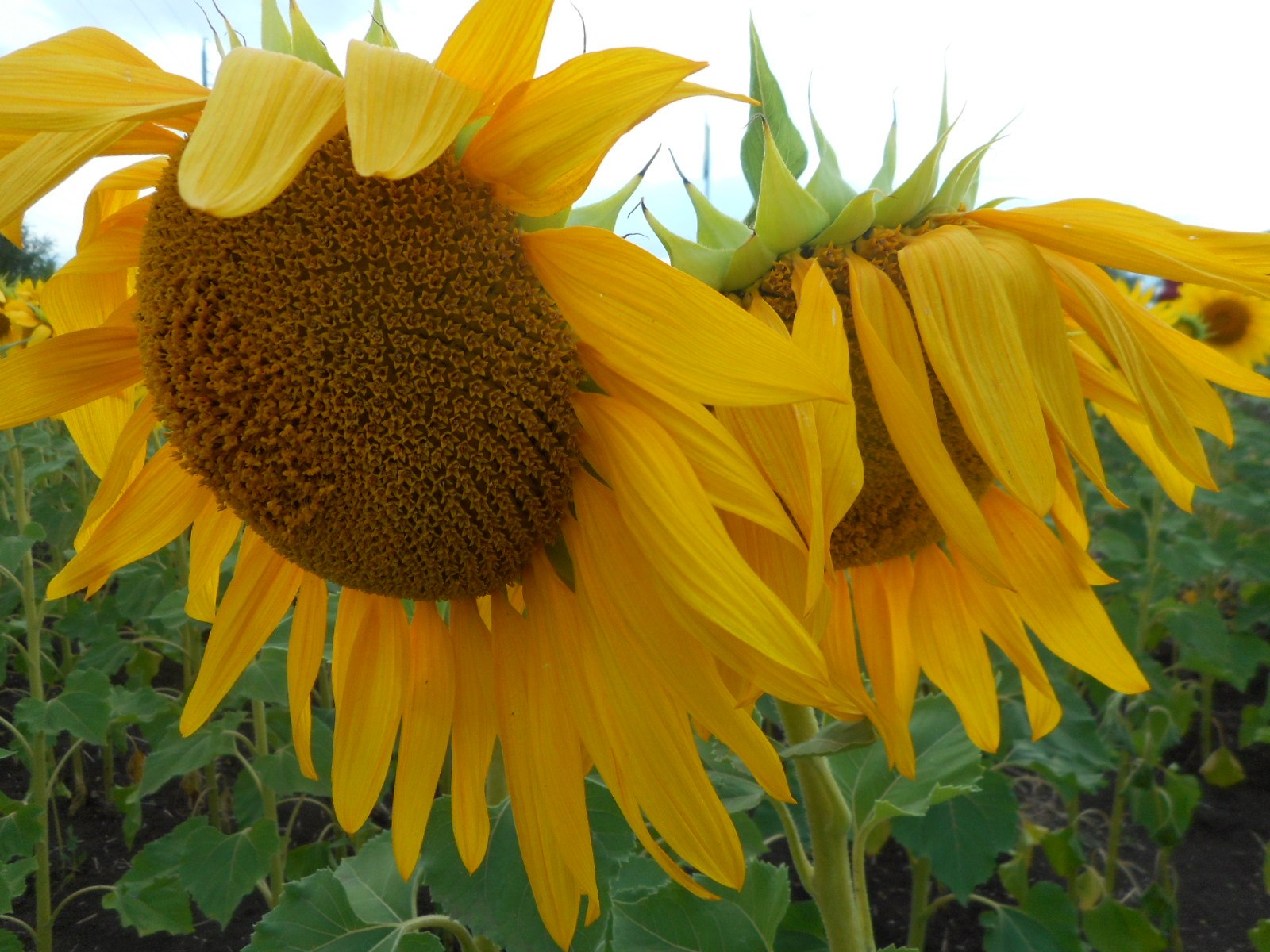  - 30  2023  16:20 - 4