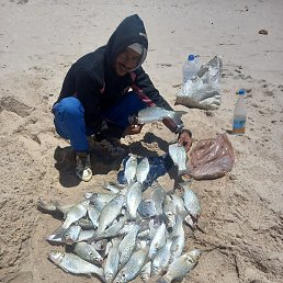 Hari, �����, 36 ���