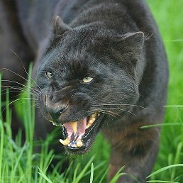 �����, ������, 42 ����