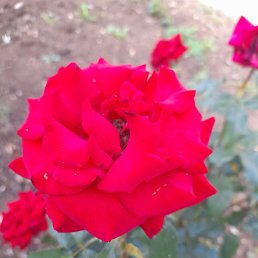 �����, �����-���������, 46 ���