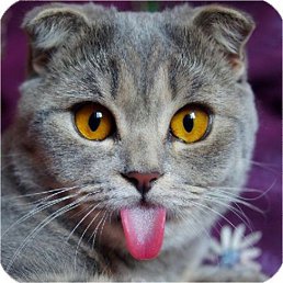 �����, ������, 28 ���