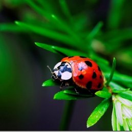 �����, ����, 49 ���