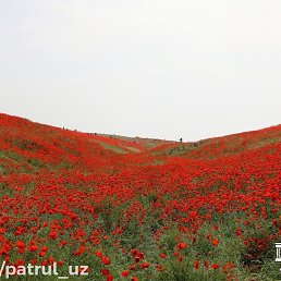 ������, ���������, 23 ����