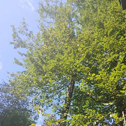 ���, ������, 37 ���