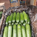 ���� ���������, ������, 52 ���� - ��������� 17 ����� 2023 � ������ ���� ����������