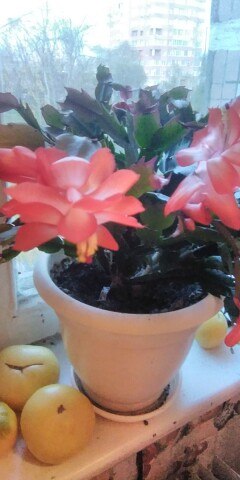 ���� ��������, ��������, 51 ��� - ��������� 7 ��� 2023