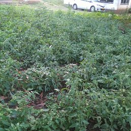 ���� Samson, ������, 38 ��� - ��������� 20 ������� 2023