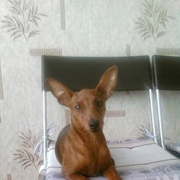 �����, �����-���������, 51 ���