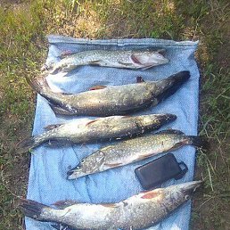 �������, ����������, 59 ���