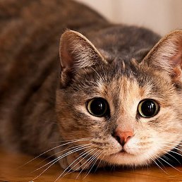 ������, ������, 29 ���