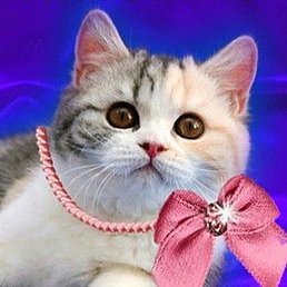 �����, ������, 41 ���