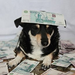 V, ������, 49 ���