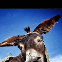 Tolip, �����, 37 ���