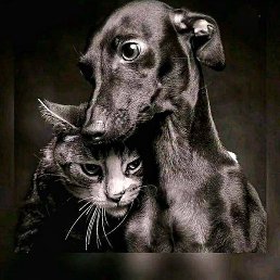 ����, ����, 37 ���