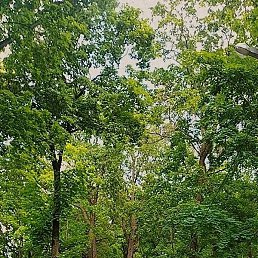 ����, �����, 35 ���