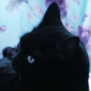 ������, 41 ���, ���������