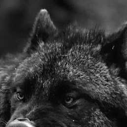 �������, ������ ��������, 41 ���