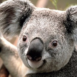 Xxx, ������, 36 ���