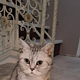 ����, ������, 38 ���