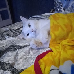 ����, ���������, 39 ���