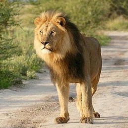 �������, ������, 95 ���