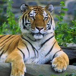 ��������, ������, 61 ���