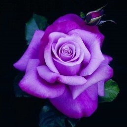 Olga, �������, 53 ����