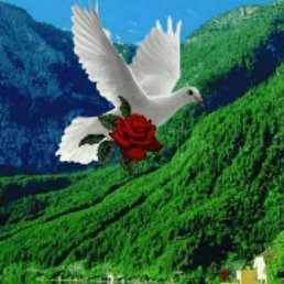 ������� �����, �����, 37 ���