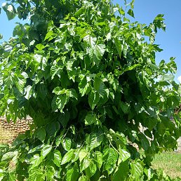 ������, ����, 58 ���