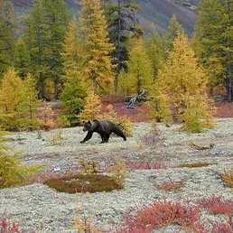 �����, ������, 45 ���