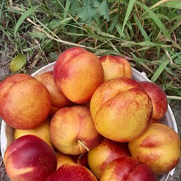 �����, ����, 54 ����