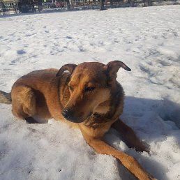 ������, �����-���������, 37 ���