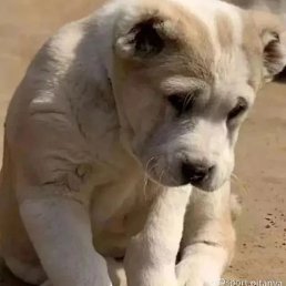 Yusupov, �������, 25 ���