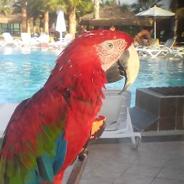 ��, �����-���������, 61 ���