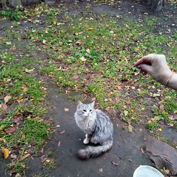 ����, ��������, 37 ���