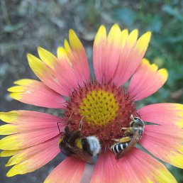 ������, ���������, 67 ���