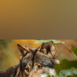 �����, �����, 49 ���