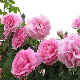 ������, �������, 52 ����