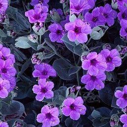 G, ���������, 65 ���