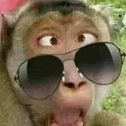 Dimiter, �����, 55 ���