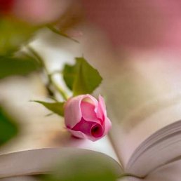 �������, ����������, 24 ����