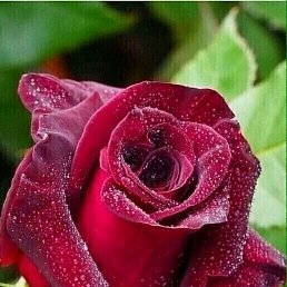 ������, ����, 52 ����