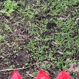 �����, ������, 44 ����