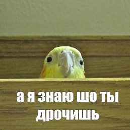 �������, ������, 36 ���