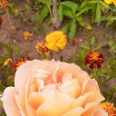 ���� ��������, �����, 62 ���� - ��������� 17 ������� 2023 � ������ �Avataria�