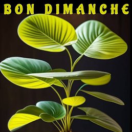 Loufa, �����, 42 ����